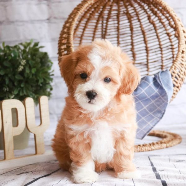 Maltipoo Puppy for Sale