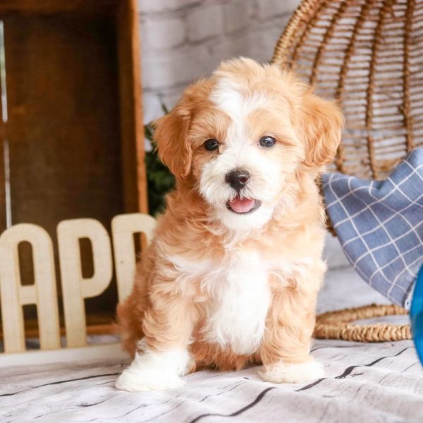 Maltipoo Puppy for Sale