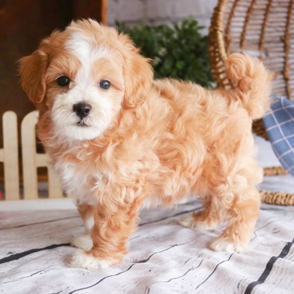 Maltipoo Puppy for Sale