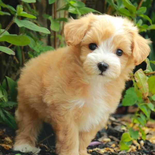 Maltipoo Puppy for Sale