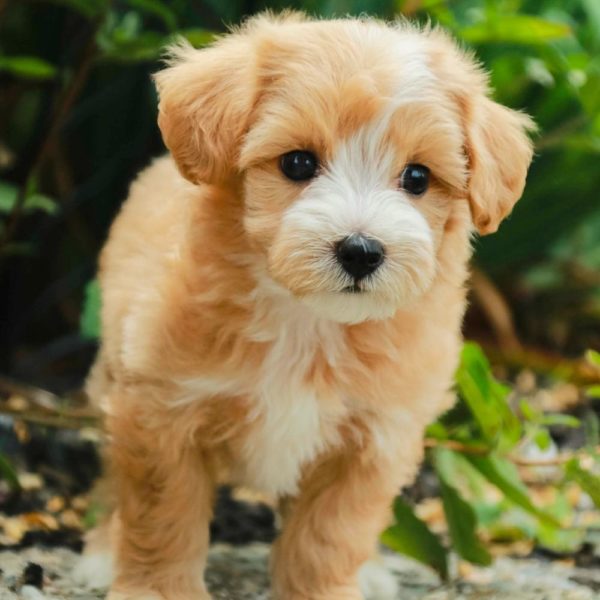 Maltipoo Puppy for Sale