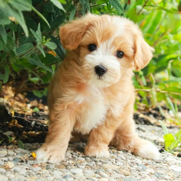 Maltipoo Puppy for Sale