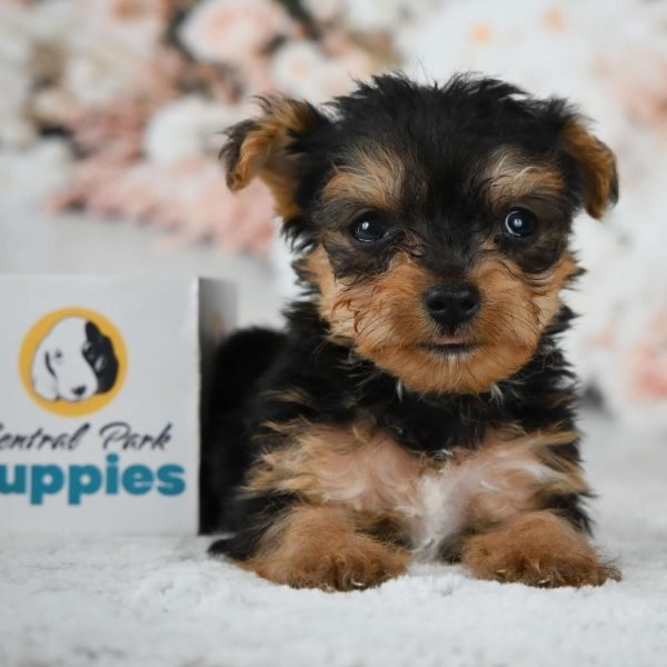 Yorkiepoo Puppy for Sale