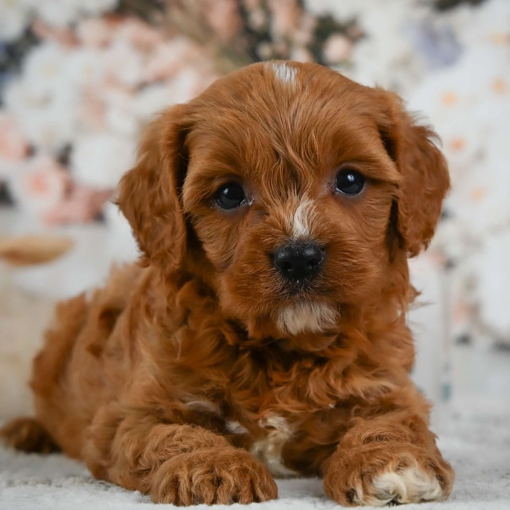 Available Puppies – Puppies For Sale Near Me 