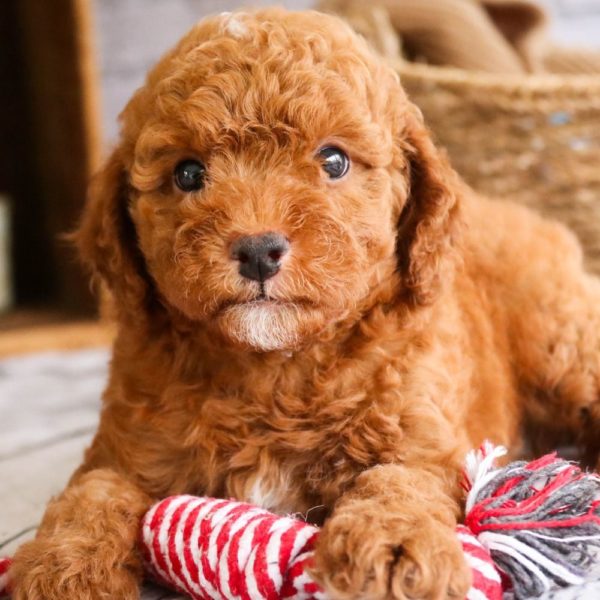 Toy Poodle Puppy for Sale