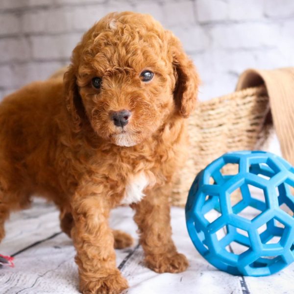 Toy Poodle Puppy for Sale