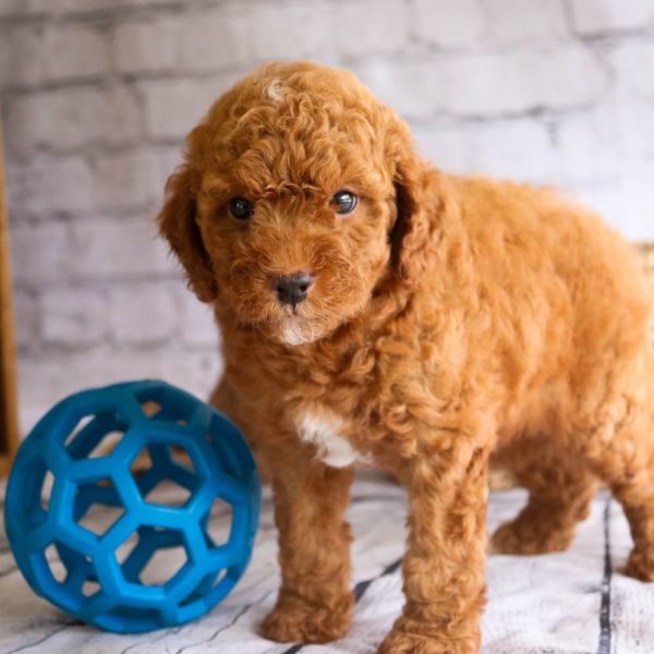 Toy Poodle Puppy for Sale