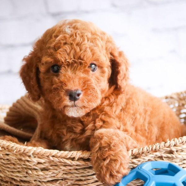 Toy Poodle Puppy for Sale