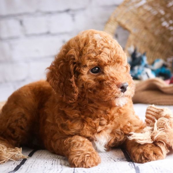 Toy Poodle Puppy for Sale