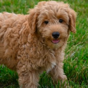 F1b Schnoodle Puppy for Sale