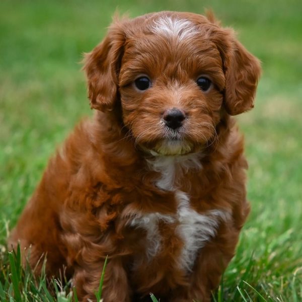 F1b Cavapoo Puppy for Sale