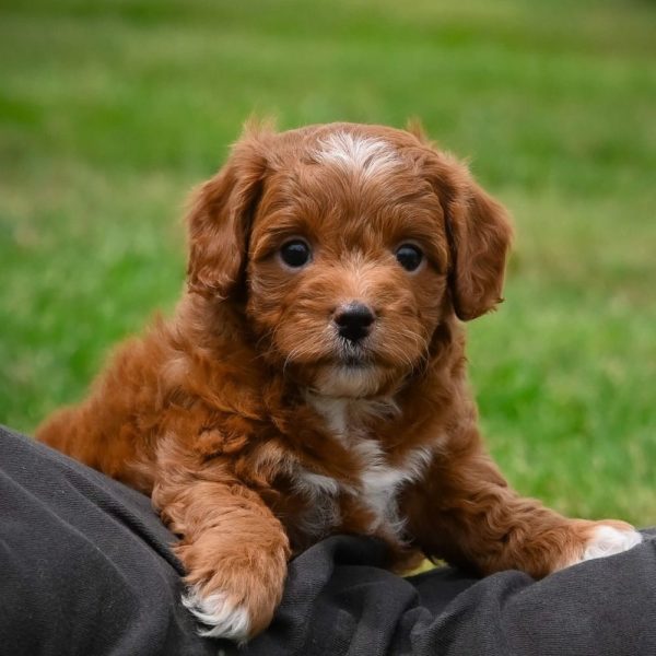 F1b Cavapoo Puppy for Sale