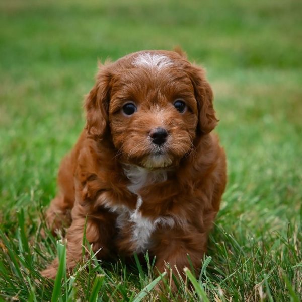 F1b Cavapoo Puppy for Sale