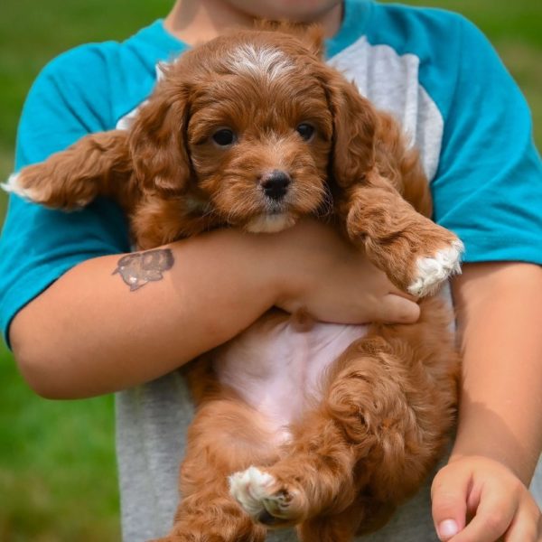 F1b Cavapoo Puppy for Sale