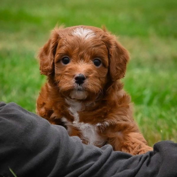 F1b Cavapoo Puppy for Sale