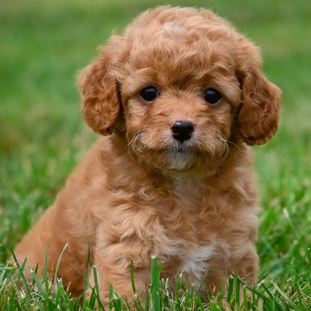 F1b Cavapoo Puppy for Sale in NYC