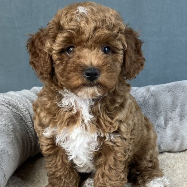 Toy Poodle Puppy for Sale