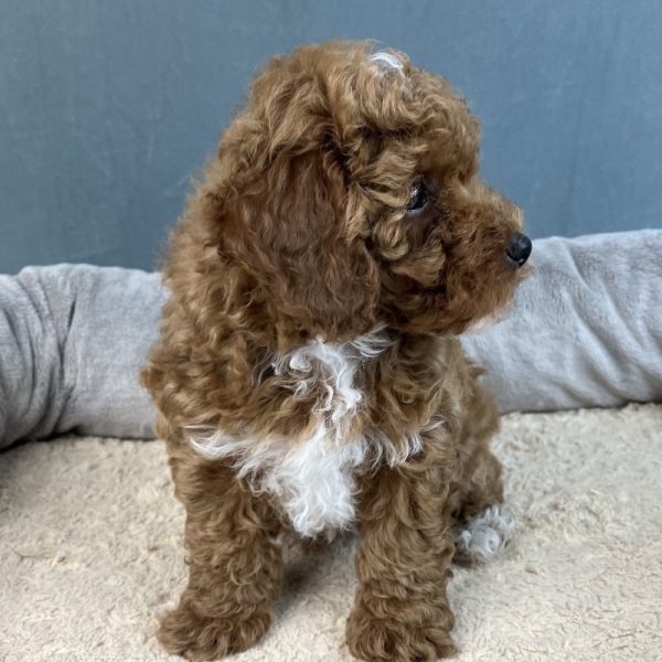 Toy Poodle Puppy for Sale