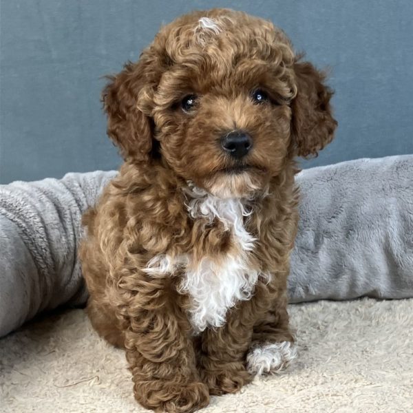 Toy Poodle Puppy for Sale