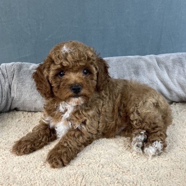 Toy Poodle Puppy for Sale