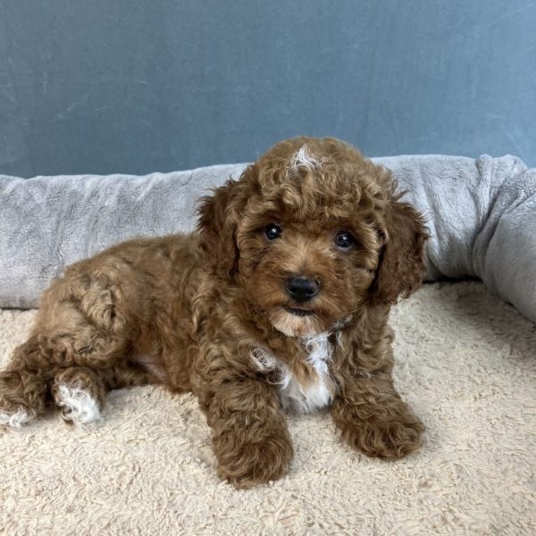 Toy Poodle Puppy for Sale