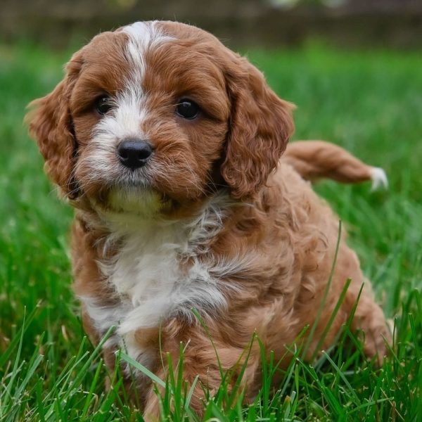 F1 Cavapoo Puppy for Sale