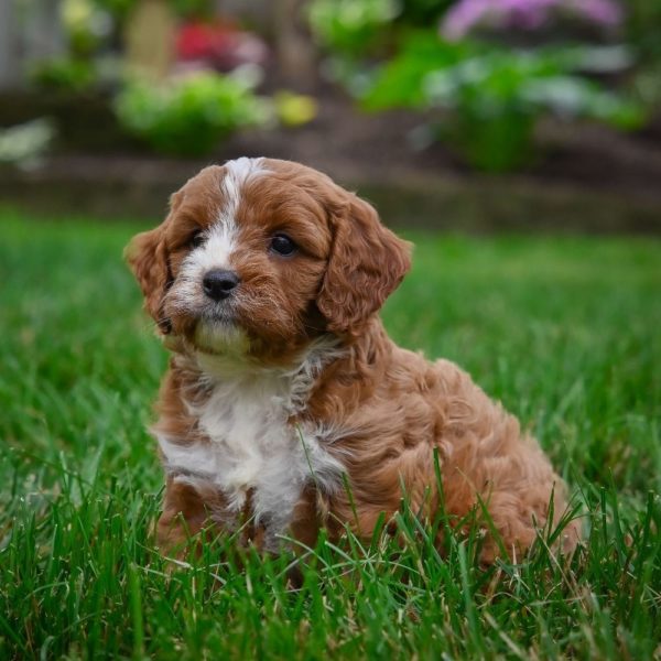 F1 Cavapoo Puppy for Sale