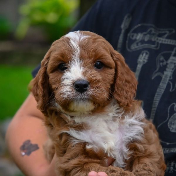 F1 Cavapoo Puppy for Sale