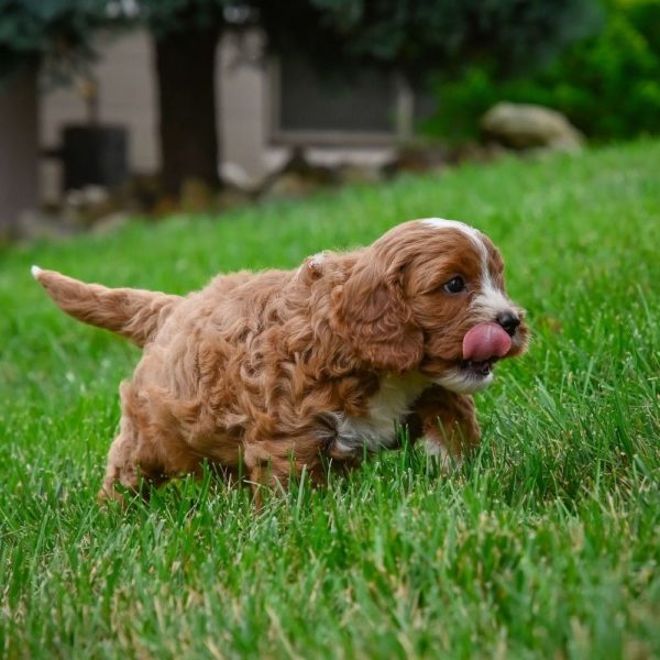 F1 Cavapoo Puppy for Sale