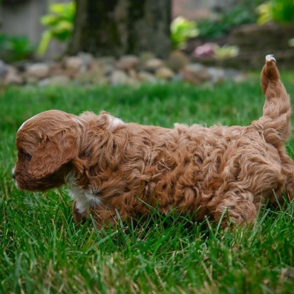 F1 Cavapoo Puppy for Sale