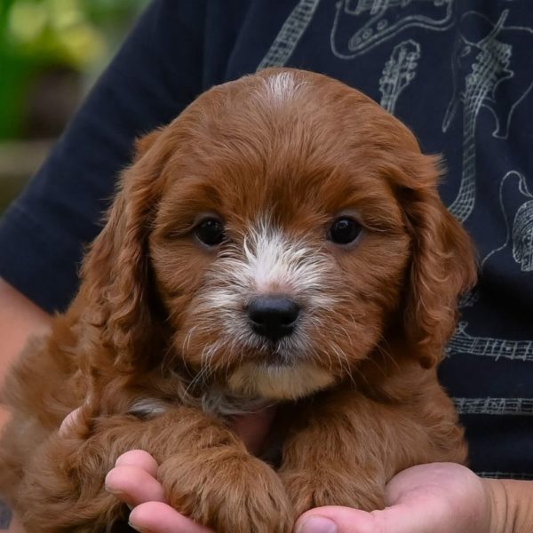 F1 Cavapoo Puppy for Sale