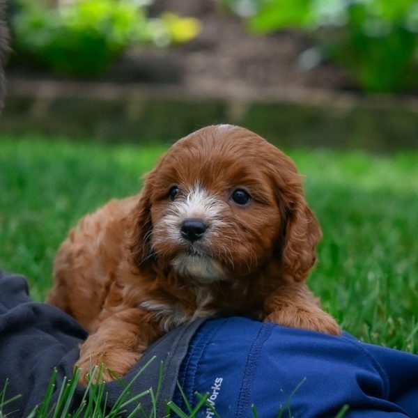 F1 Cavapoo Puppy for Sale