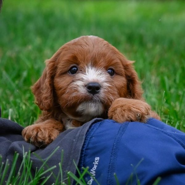 F1 Cavapoo Puppy for Sale