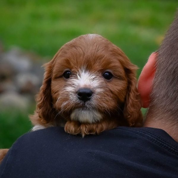 F1 Cavapoo Puppy for Sale