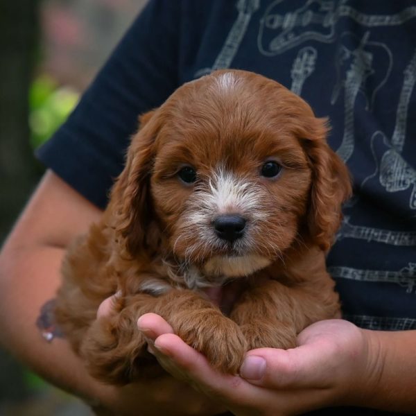 F1 Cavapoo Puppy for Sale