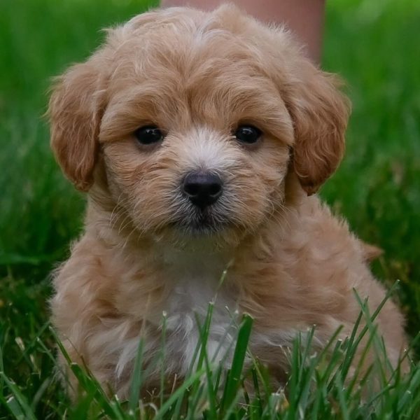 F1 Maltipoo Puppy for Sale