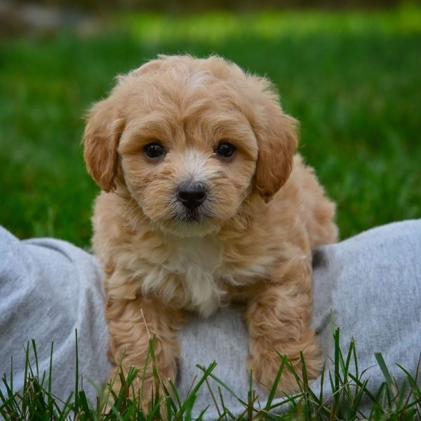 F1 Maltipoo Puppy for Sale