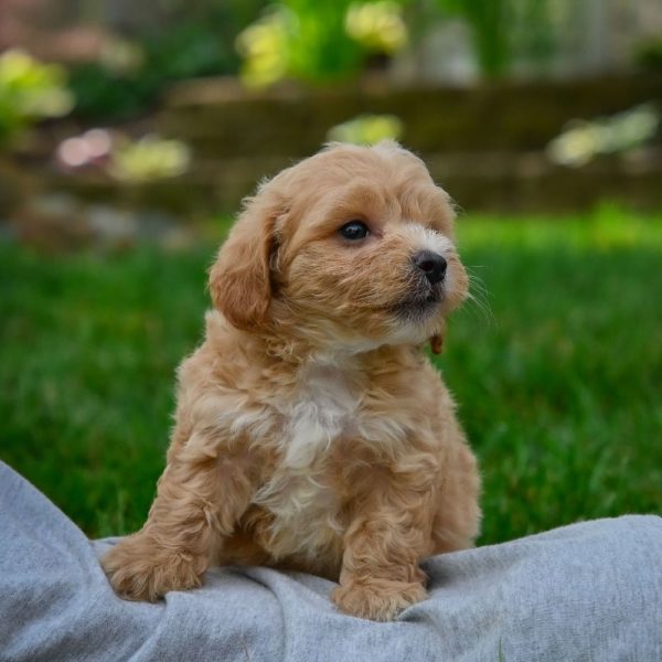 F1 Maltipoo Puppy for Sale