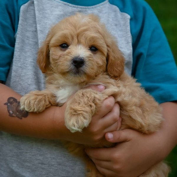 F1 Maltipoo Puppy for Sale