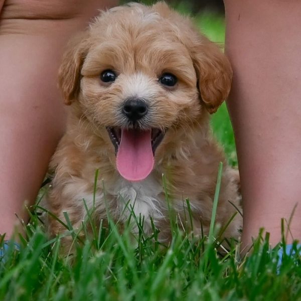 F1 Maltipoo Puppy for Sale