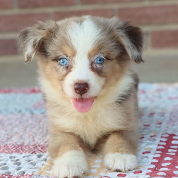 Miniature Australian Shepherd Puppy for Sale