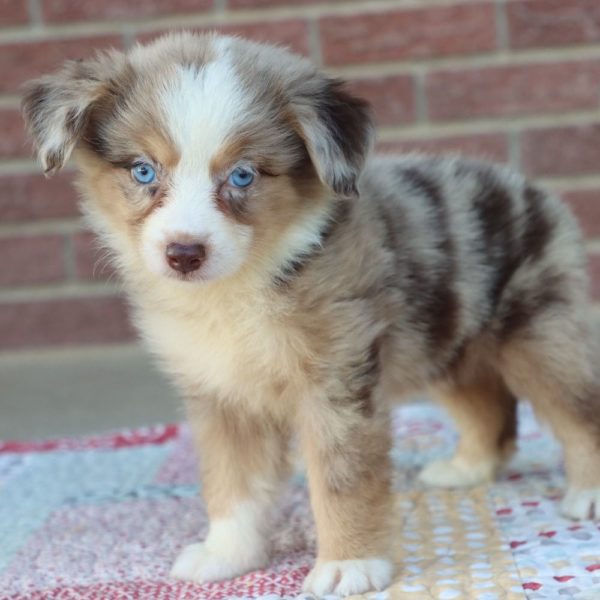 Miniature Australian Shepherd Puppy for Sale