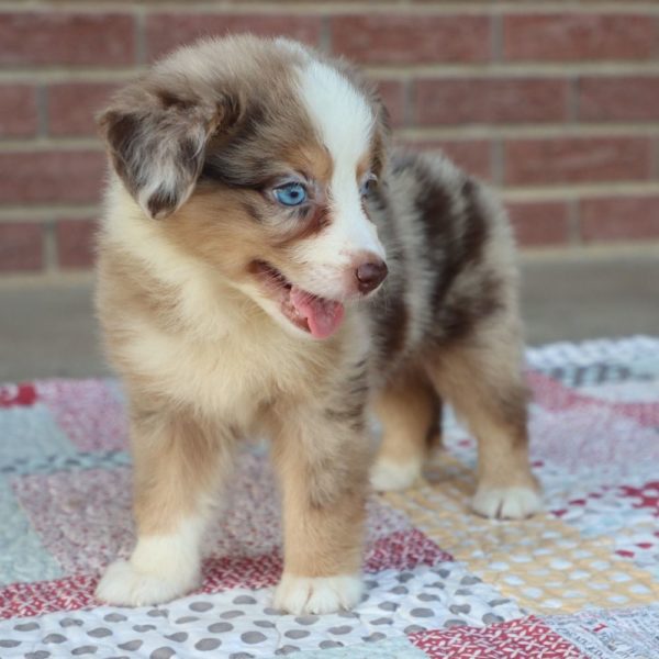 Miniature Australian Shepherd Puppy for Sale