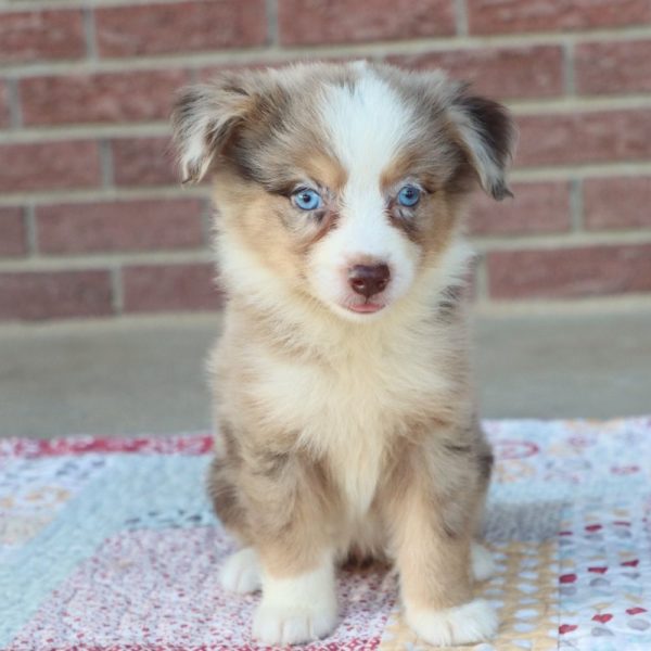 Miniature Australian Shepherd Puppy for Sale