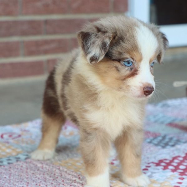 Miniature Australian Shepherd Puppy for Sale