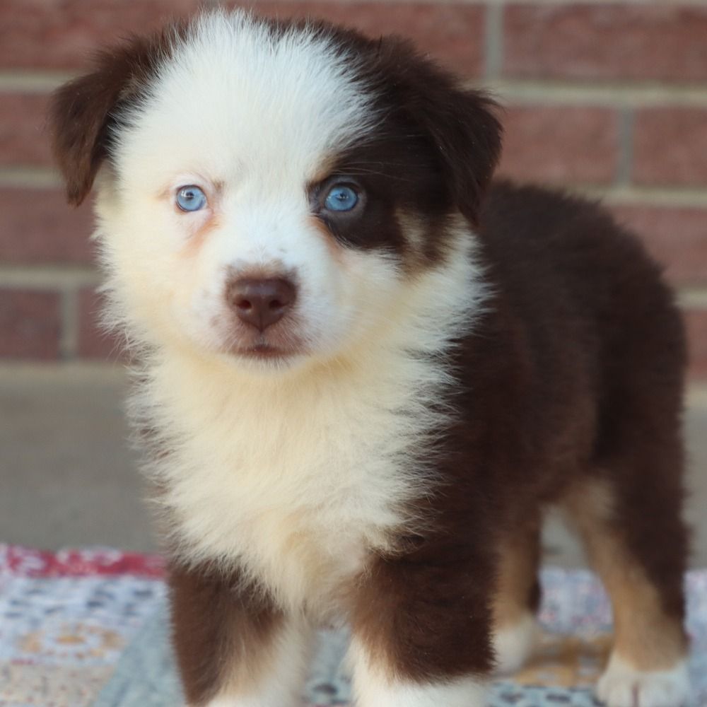 Miniature Australian Shepherd Puppy for Sale in NYC
