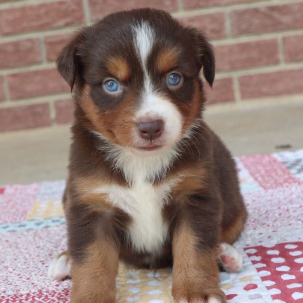 Miniature Australian Shepherd Puppy for Sale