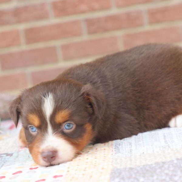 Miniature Australian Shepherd Puppy for Sale