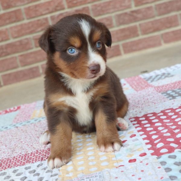 Miniature Australian Shepherd Puppy for Sale