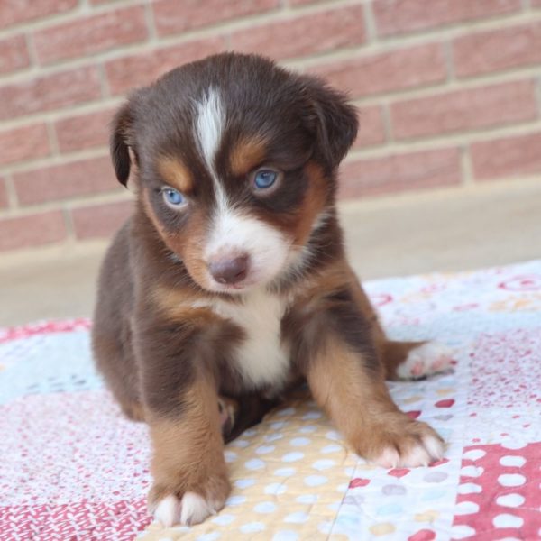 Miniature Australian Shepherd Puppy for Sale